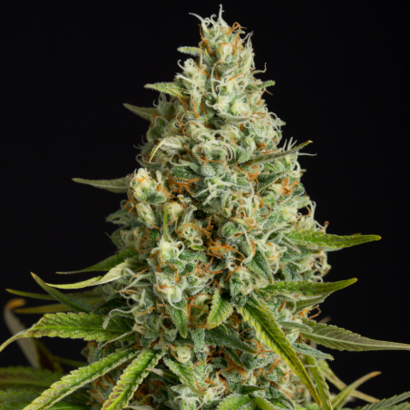 Feminized Amnesia Lemon cannabis seed