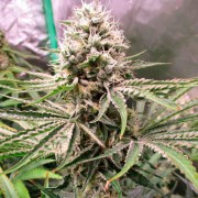 Feminized Amnesia Lemon cannabis seed