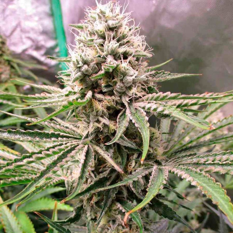 Amnesia Lemon: Premium Cannabis Seeds | Silent Seeds