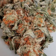 Amnesia Lemon