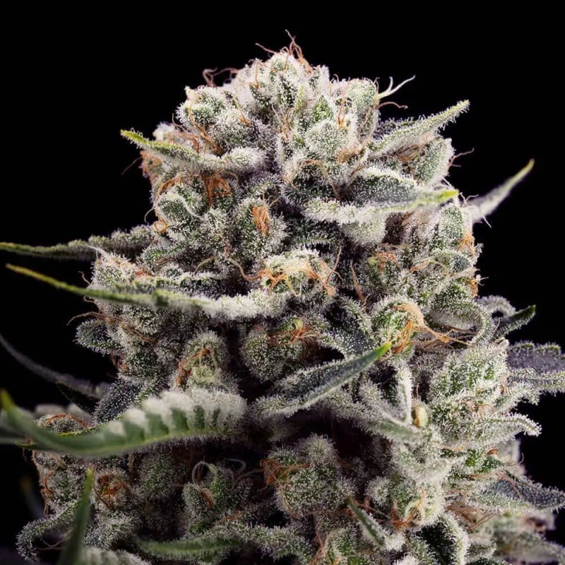 B-45 - 10 seeds