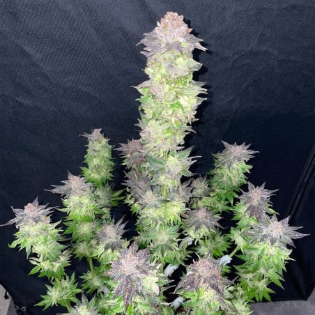 Feminized B-45 By BOOBA cannabis seed