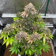 Feminized B-45 By BOOBA cannabis seed