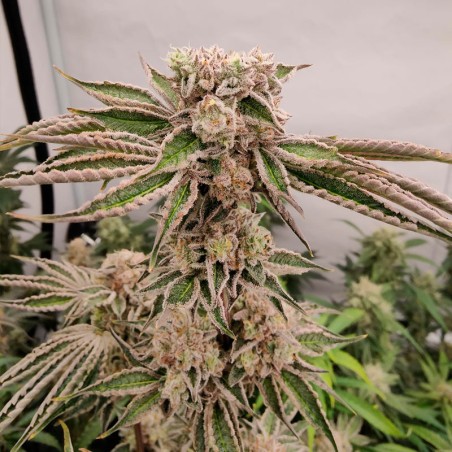 Feminized B-45 By BOOBA cannabis seed