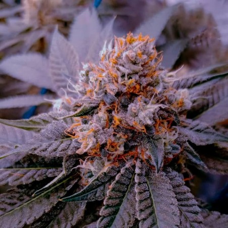 Seme di cannabis B-45 By BOOBA femminizzata