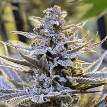 Feminized Cookielato cannabis seed