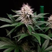 Feminized Cookielato cannabis seed