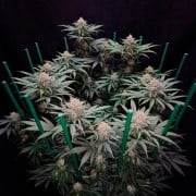 Feminized Cookielato cannabis seed