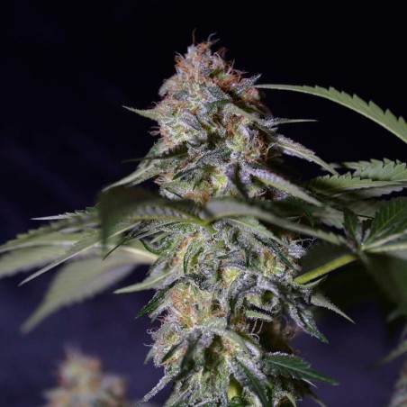 Feminized Cookielato cannabis seed