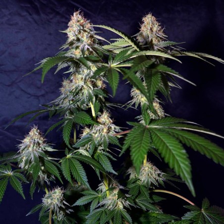 Feminized Cookielato cannabis seed