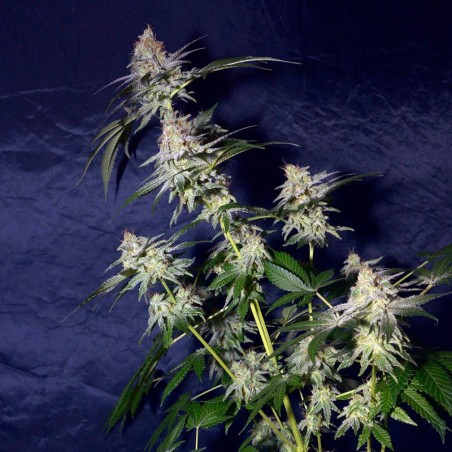 Feminized Cookielato cannabis seed