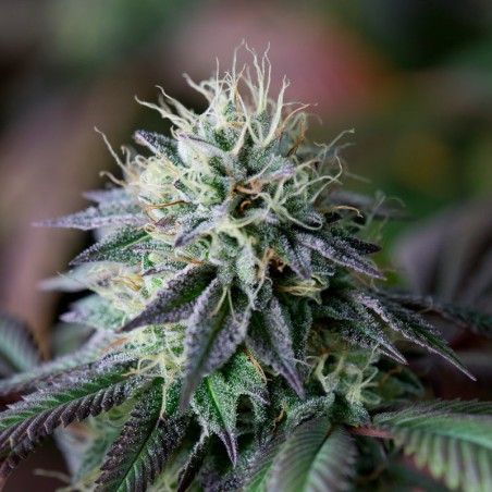 Feminized Cookielato cannabis seed