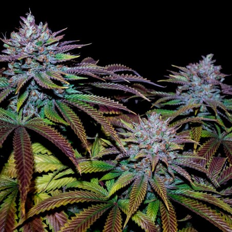 Feminized Cookielato cannabis seed