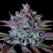 Feminized Cookielato cannabis seed