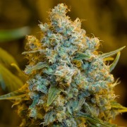 Premium feminized cannabis seed with Sativa dominance