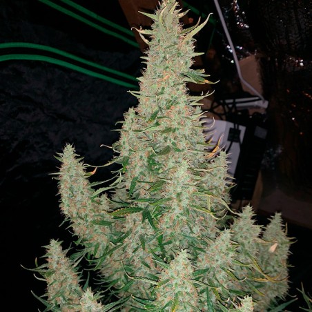 Graine de cannabis Critical Jack