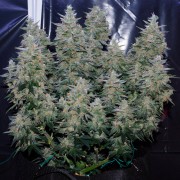 Premium feminized cannabis seed with Sativa dominance