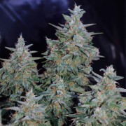 Premium feminized cannabis seed with Sativa dominance