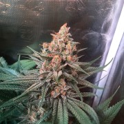 Graine de cannabis Critical Jack