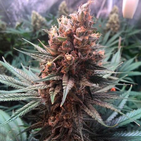 Graine de cannabis Critical Jack