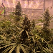 Premium feminized cannabis seed with Sativa dominance