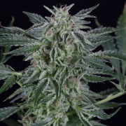 Graine de cannabis Critical Jack Auto