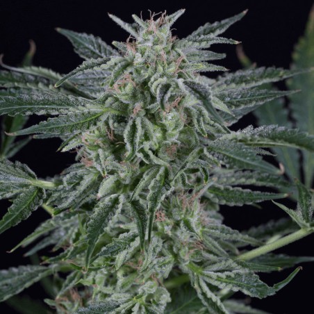 Premium feminized automatic cannabis seed with slight Indica dominance