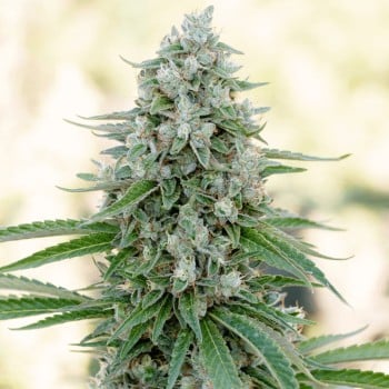 Premium feminized cannabis seed with Indica dominance