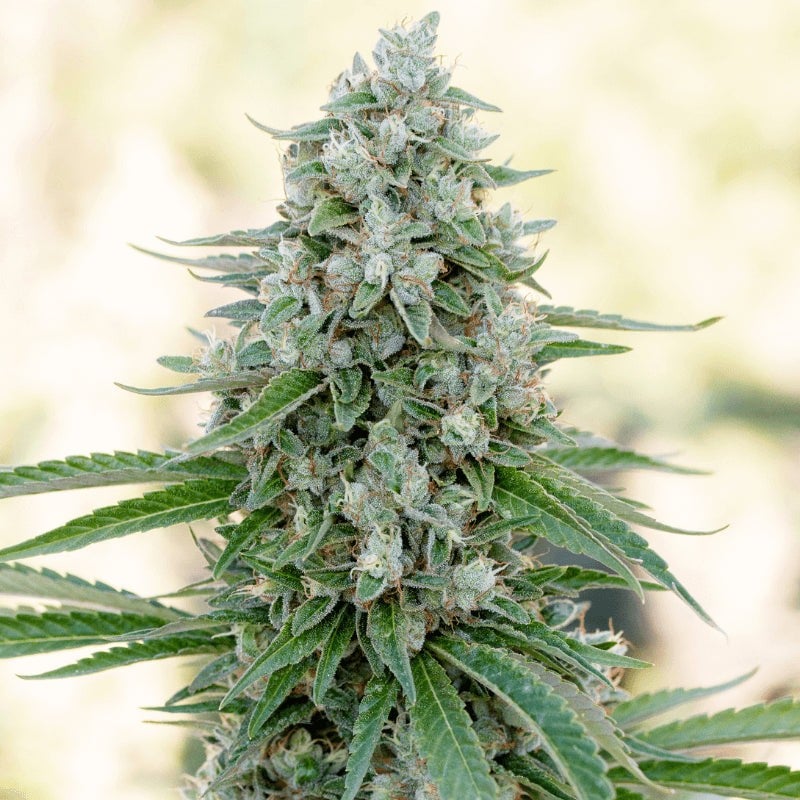 Critical Mango - 3 seeds