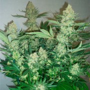 Premium feminized cannabis seed with Indica dominance