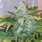 Premium feminized cannabis seed with Indica dominance