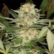 Premium feminized cannabis seed with Indica dominance