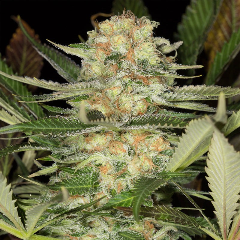 Critical Mango Cannabis Seeds Critical Mango High Yield | Silent Seeds