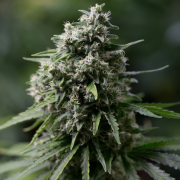 Premium feminized cannabis seed with Indica dominance