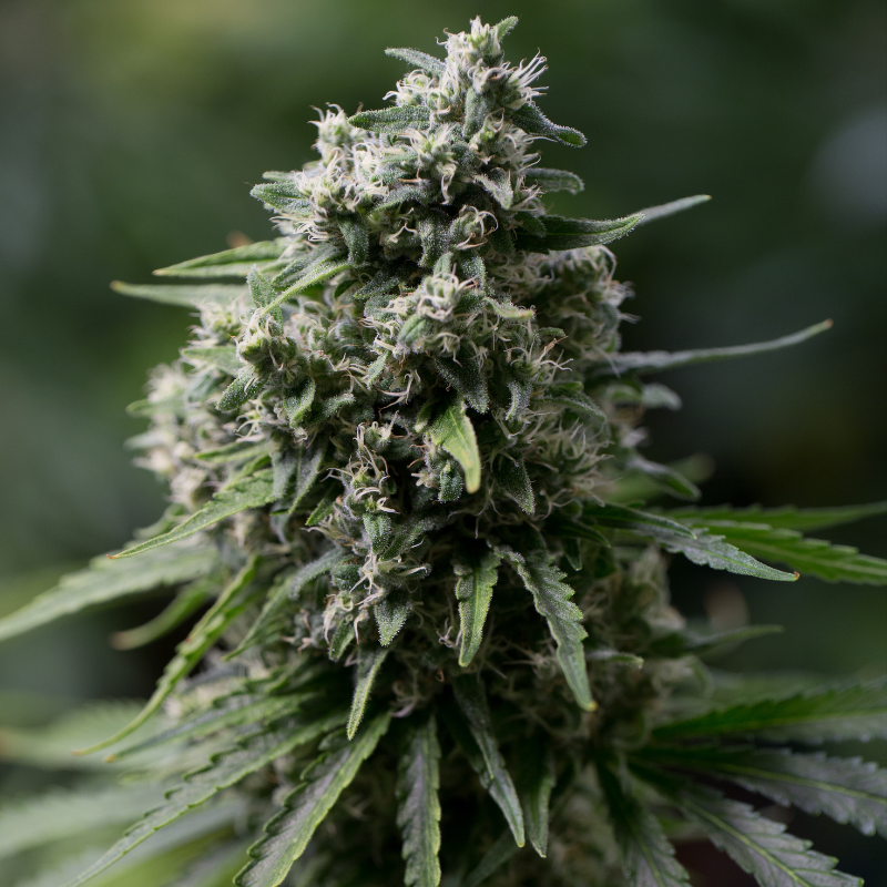 Critical+ 2.0 - 10 seeds