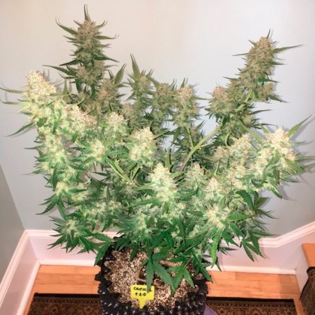 Premium feminized cannabis seed with Indica dominance