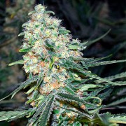 Premium feminized cannabis seed with Indica dominance