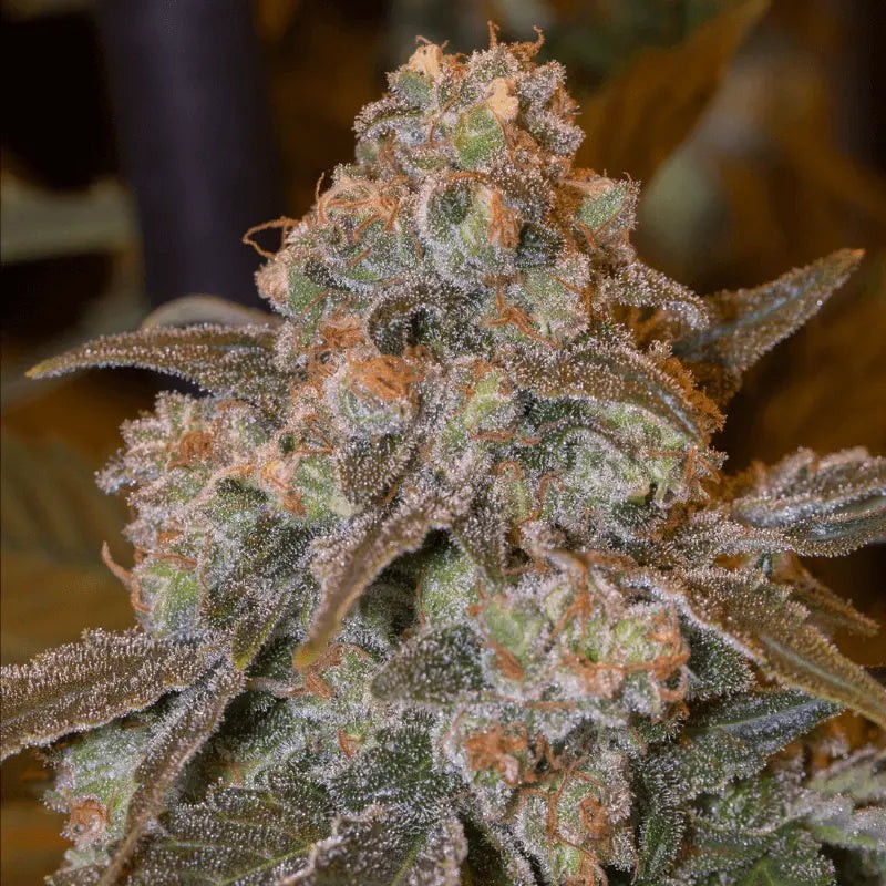 Gorilla Frost - 3 seeds
