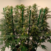 Premium feminized cannabis seed with Indica dominance