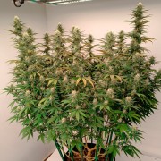 Premium feminized cannabis seed with Indica dominance