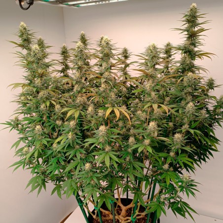 Premium feminized cannabis seed with Indica dominance