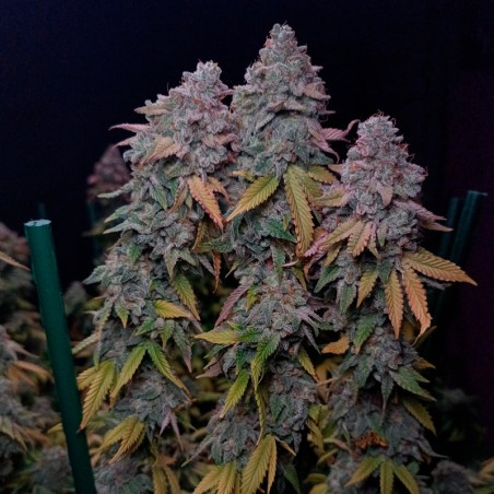 Premium feminized cannabis seed with Indica dominance