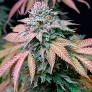 Premium feminized cannabis seed with Indica dominance