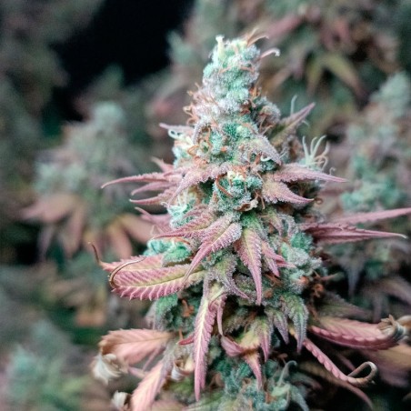 Premium feminized cannabis seed with Indica dominance