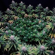 Premium feminized cannabis seed with Indica dominance