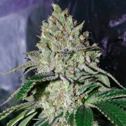 Premium feminized cannabis seed with Indica dominance