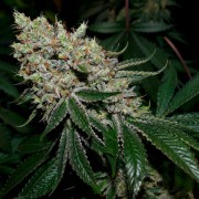 Premium feminized cannabis seed with Indica dominance