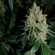 Premium feminized cannabis seed with Indica dominance