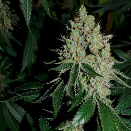 Premium feminized cannabis seed with Indica dominance