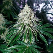 Premium feminized cannabis seed with Indica dominance